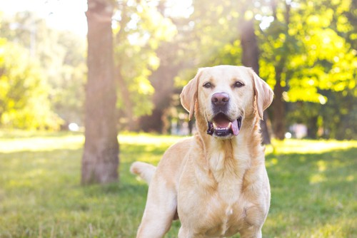 what owning a labrador says about you